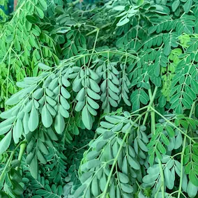 Moringa Extract